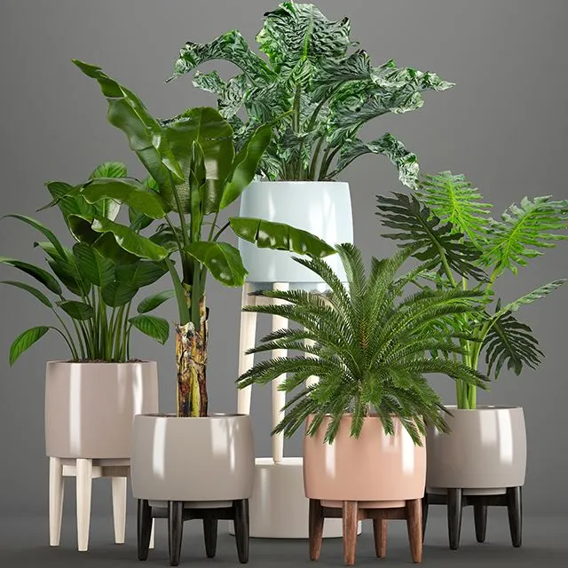 Collection_of_plants_Alocasia,_Banana,_cycas,_cycad,_Philodendron 