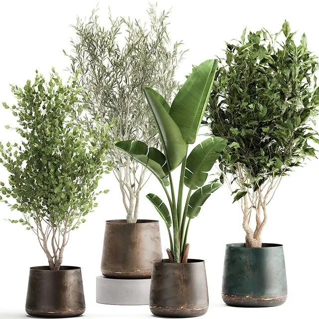 Collection_of_tree_plants_in_outdoor_metal_rusty_pots_Banana_palm 