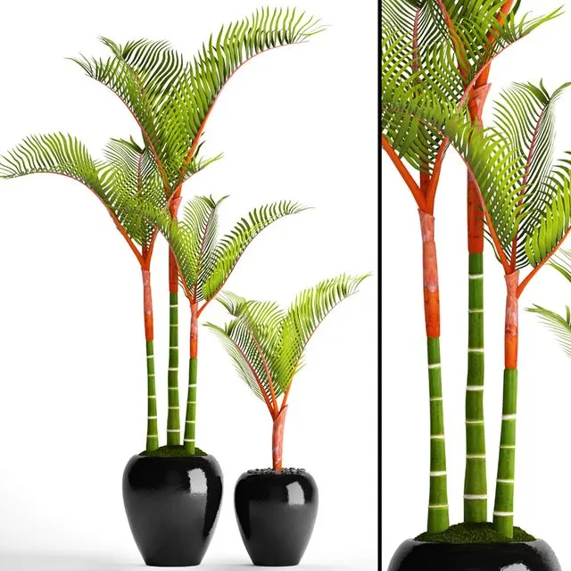 Cyrtostachys,_dipsis,_palm_tree,_pot,_flowerpot,_interior,_exotic 