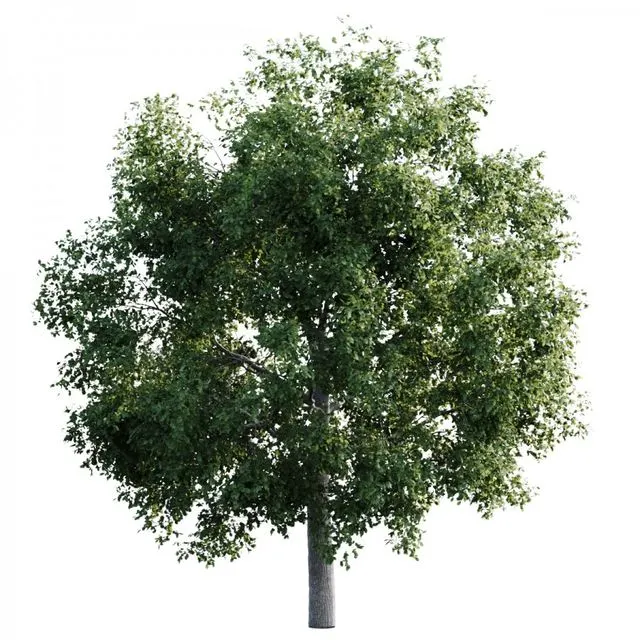 Elm tree 14m 