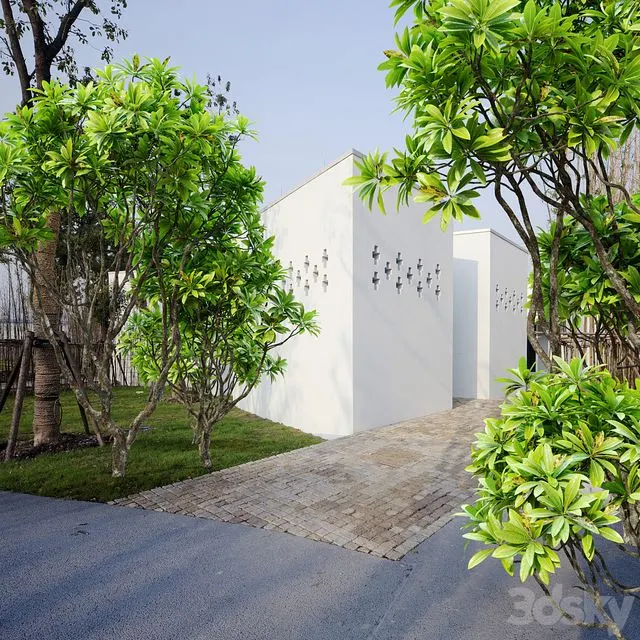 Frangipani tree 