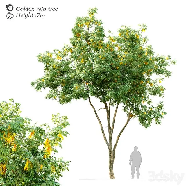 Golden rain tree_2 