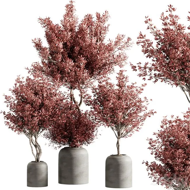 Indoor plant set 21 