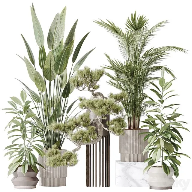 Indoor plant set 31 