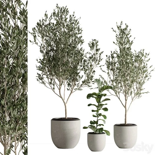 Indoor plant set 43 