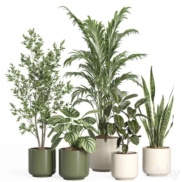Indoor plant set 56- ceramic pot 