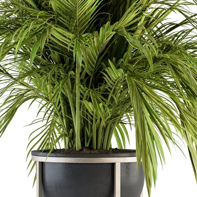 indoor Plant Set 158 – Tropical Plant 