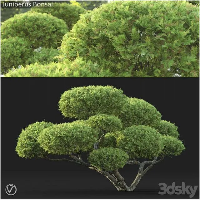 Juniperus Bonsai 