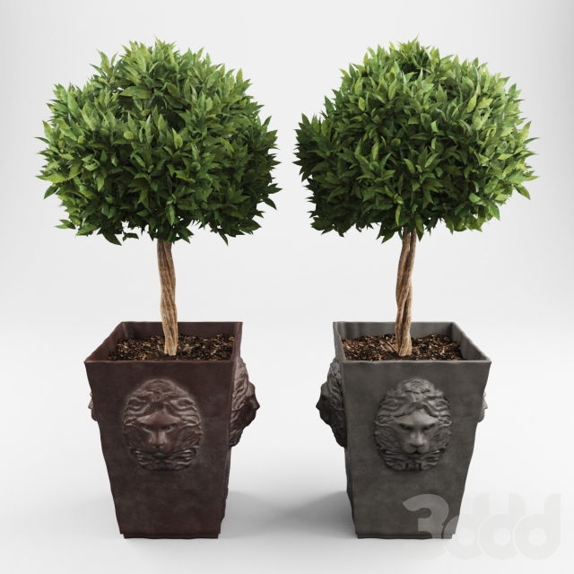Ornamental trees 2 