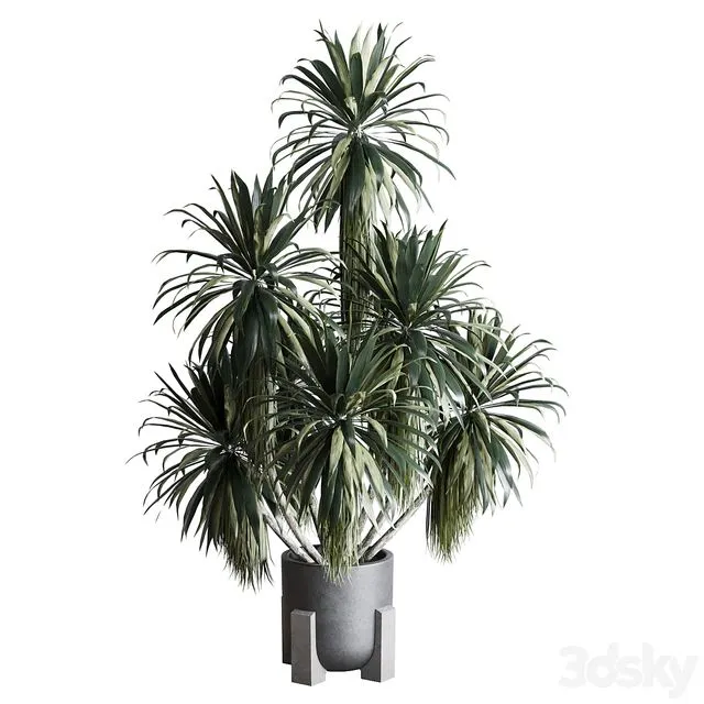 Palm plant in concrete dirt vase – Indoor plant 275 