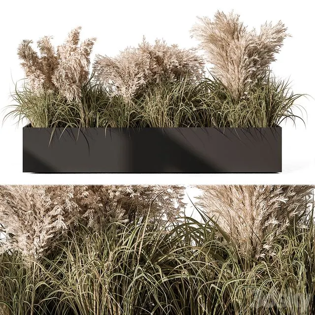 Pampas Plants – Outdoor Plants Set 433 