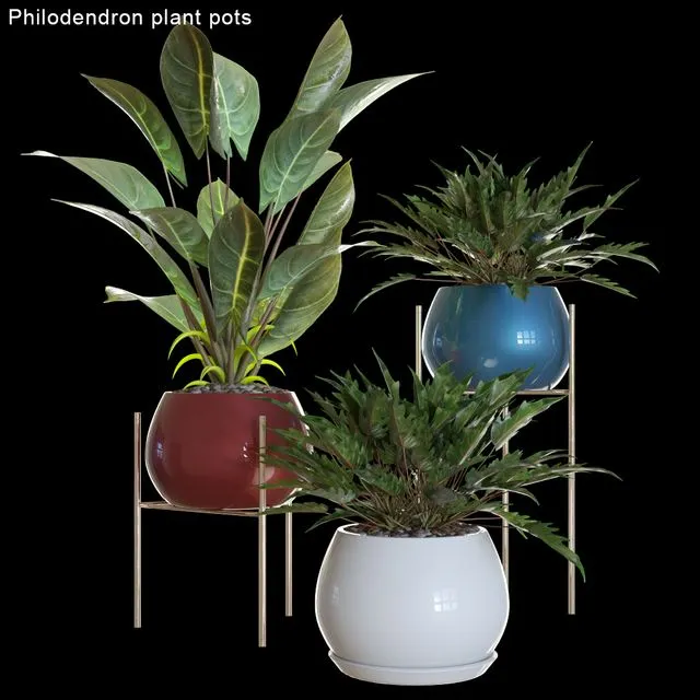 Philodendron plant pots 2 