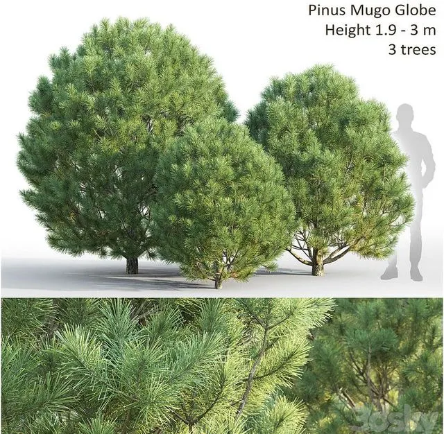 Pinus Mugo globe 1.9-3 m 3 tree 