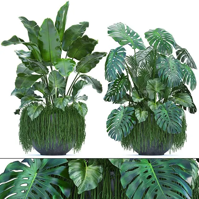 Plant collection 253 