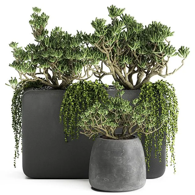 Plant collection 811 