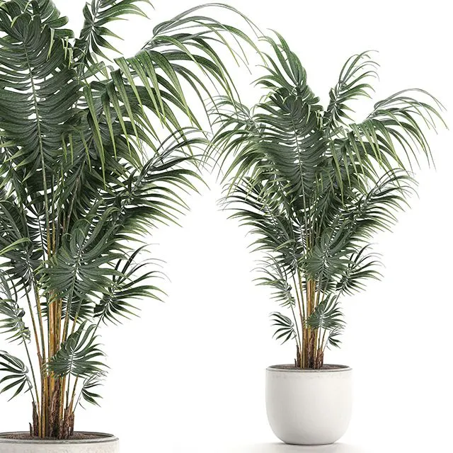 Plant indoor palm 518 