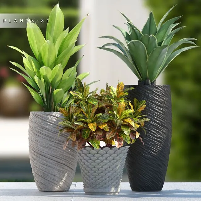 PLANTS 81 