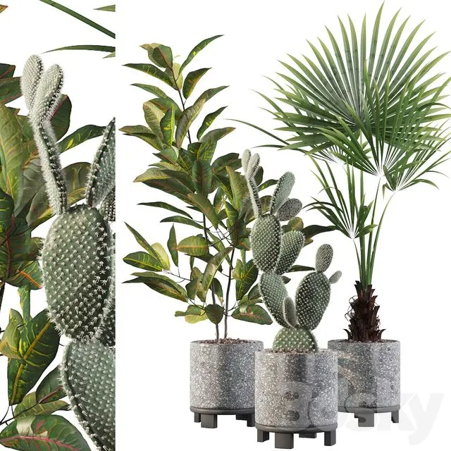 Plants collection 002 