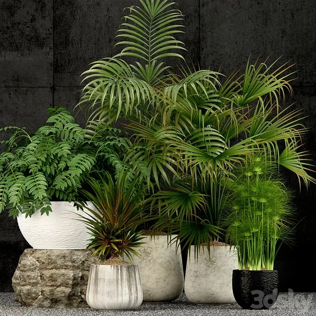 Plants collection 53 