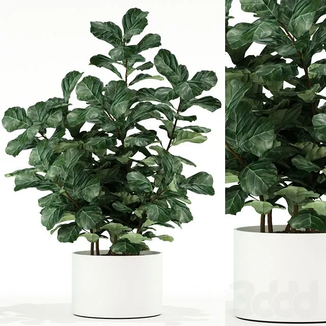 Plants collection 98 