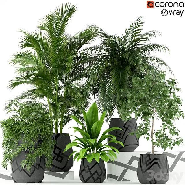 Plants collection 195 