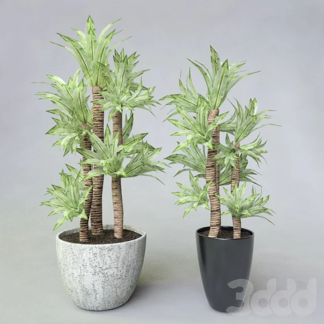 Plants in pot, Dracaena 