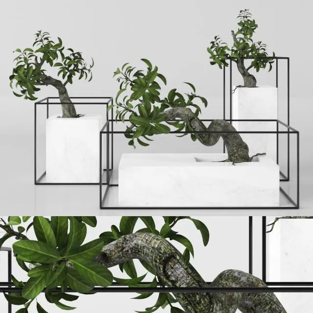 Plants tree 33 bonsai 