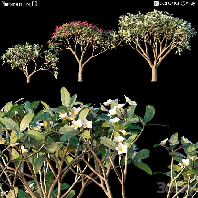 Plumeria rubra_03 