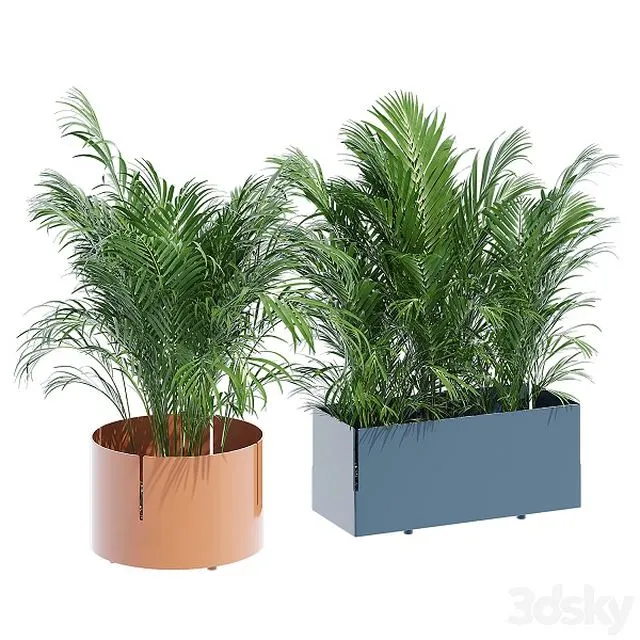 Robertirattan, plant 