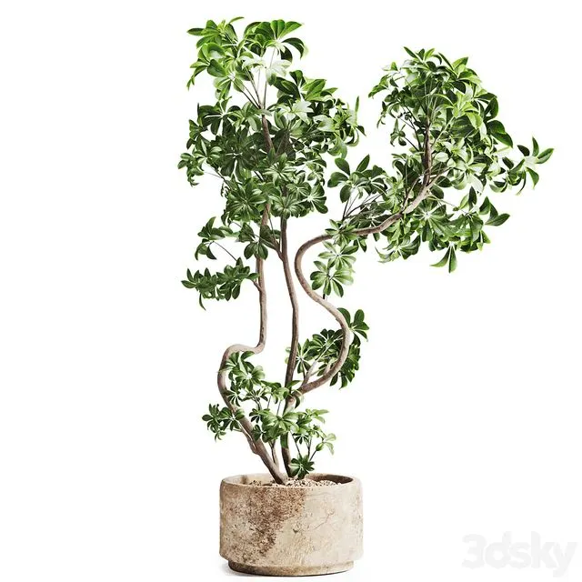 Schefflera plant in Stone Pot 
