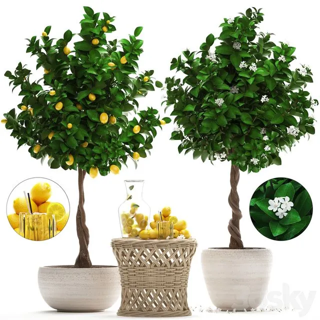 Tree with lemons 