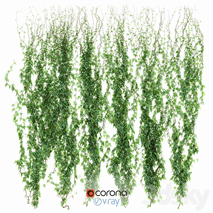 Ivy Wall 