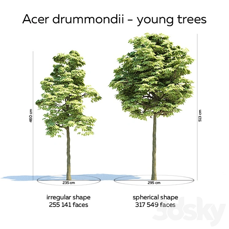 Acer drummondii - 6 trees, 3 ages 