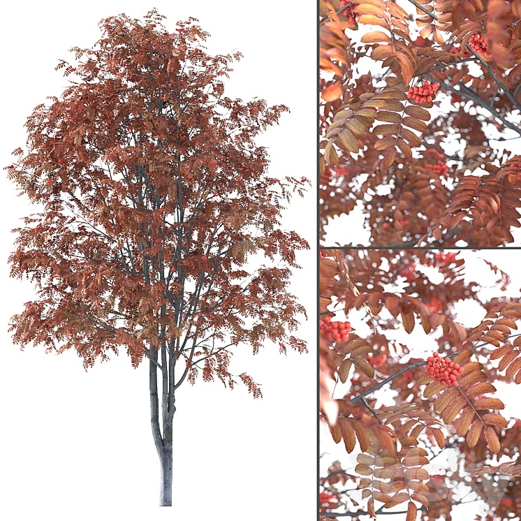 Rowan 