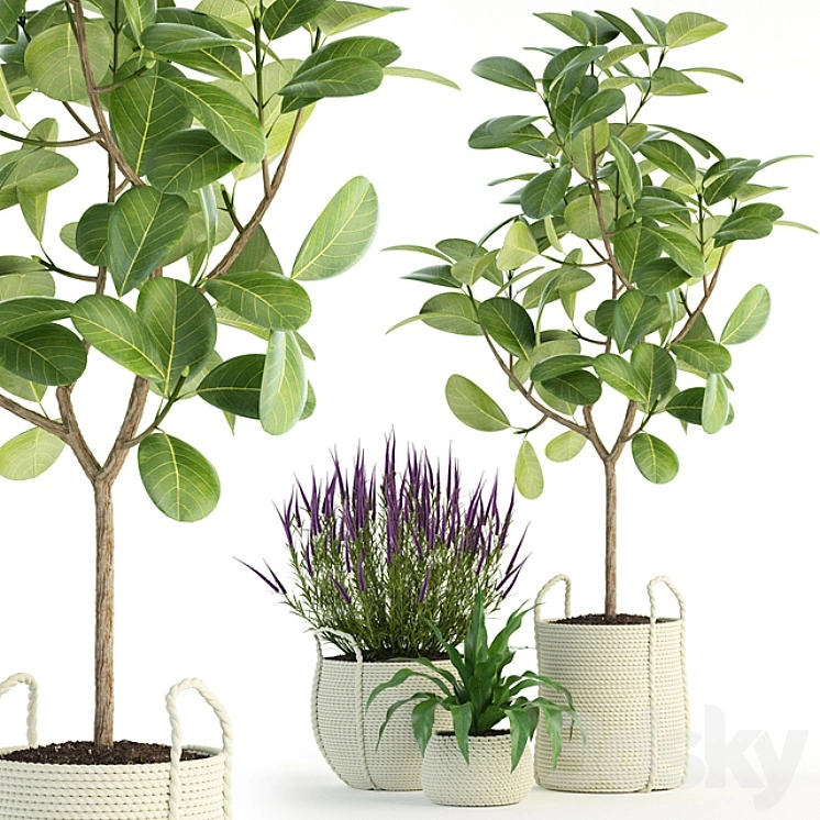 Plants collection 87 