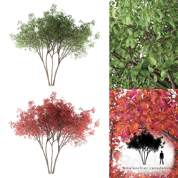 Irga Lamarca Canadian solitaire | Amelanchier canadensis 