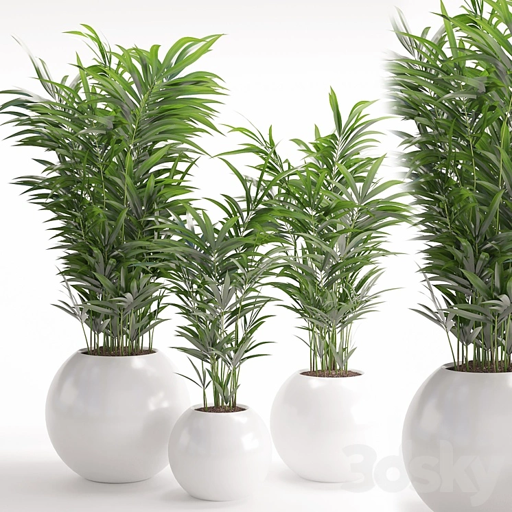 Houseplant 20 