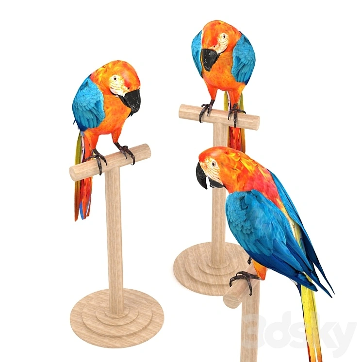 Macaw 