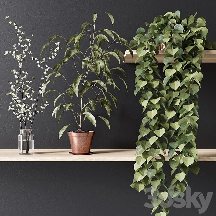 PLANT_002 