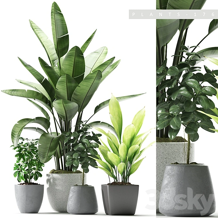 Plants 176 