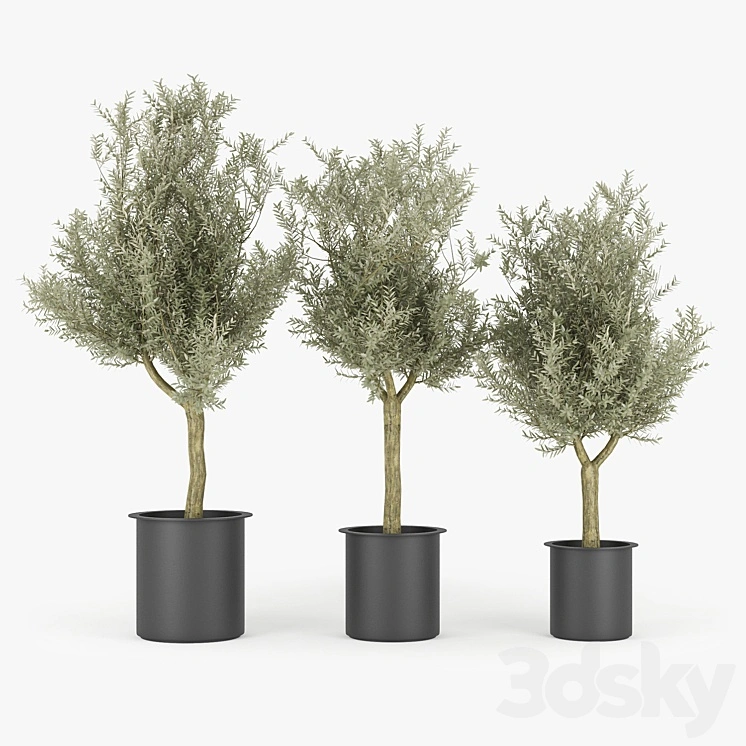 Olive Tree 