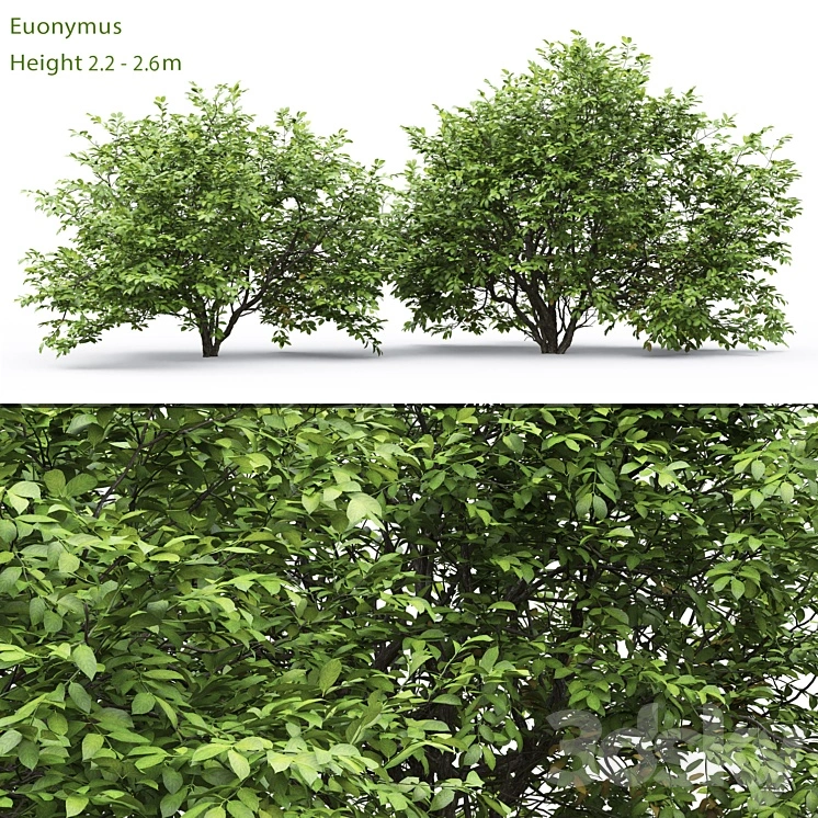 Euonymus 