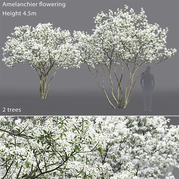 Amelanchier 