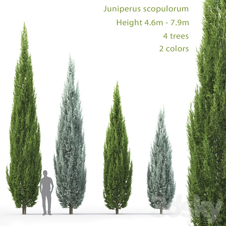 Juniperus 