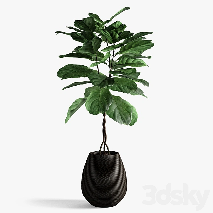 ficus lyrata 