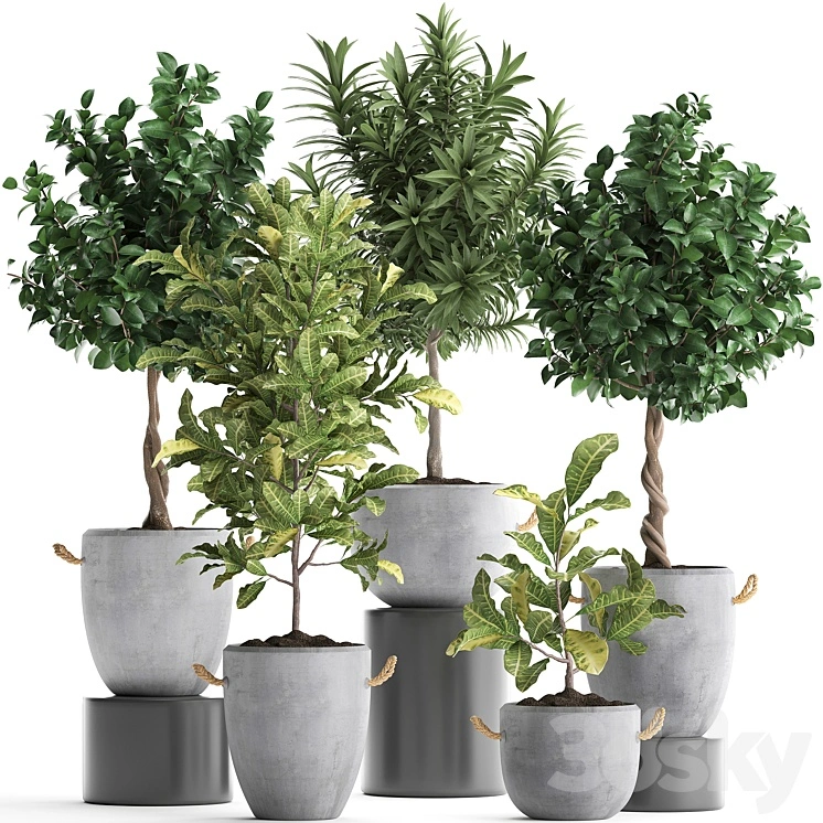 Collection of small trees in concrete pots with handles with Lemon tree, croton, oleander, citrus.  Set 437. 