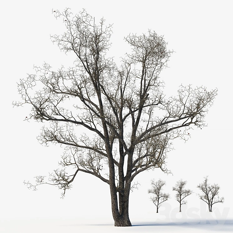 Old poplars 