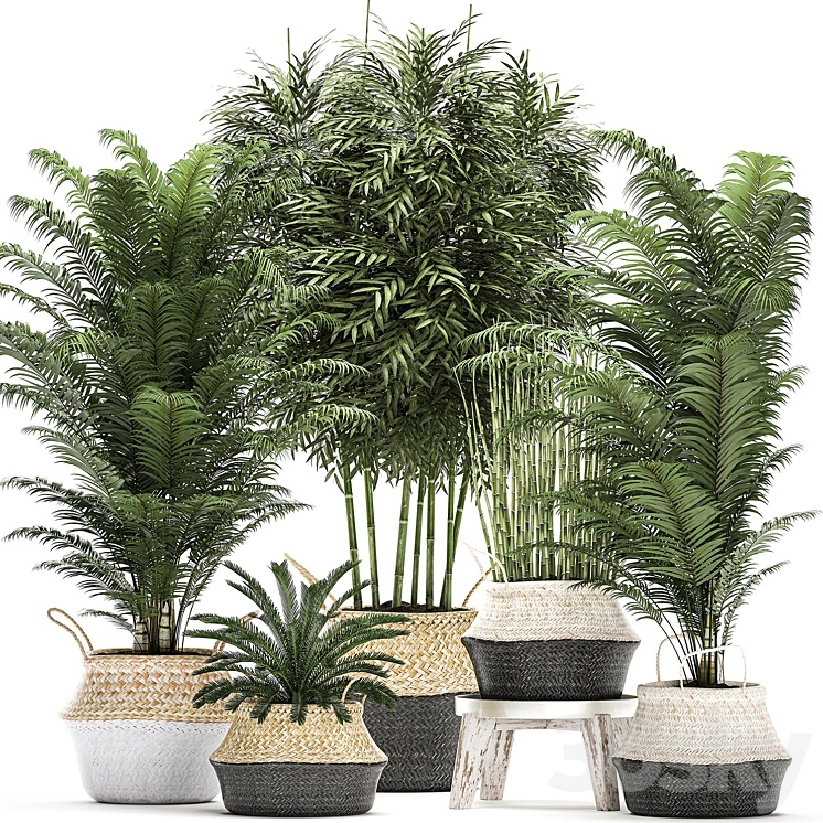 A collection of beautiful lush plants in white baskets with handles with thickets, palm, bamboo, cicada, horsetail. Set 489. 