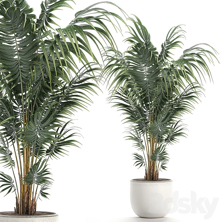 Beautiful decorative lush indoor palm tree in a white modern pot with Hovea, kentia, neanta. Set 518. 