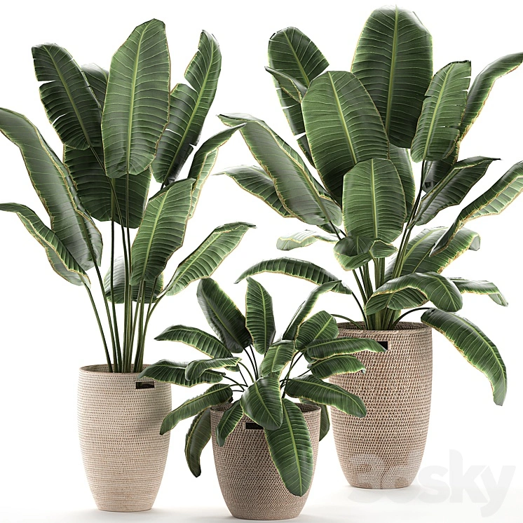 Collection of beautiful lush plants in baskets with strelitzia, banana palm, ravenala. Set 591. 